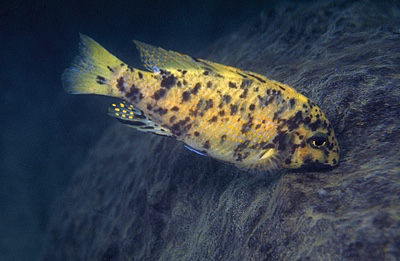 Labeotropheus fuelleborni 'Chidunga Rocks'